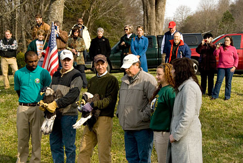 Release of rehabilitated Bald Eagles