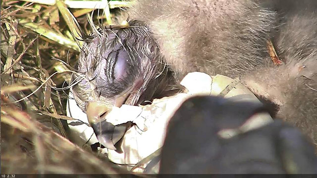 Bald Eaglet Born Christmas Day Eggscites Viewers Worldwide