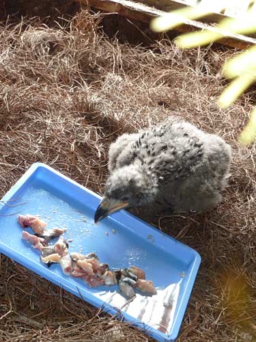 Florida Eaglet Taken to Artificial Nesting Tower on East Tennessee Lake