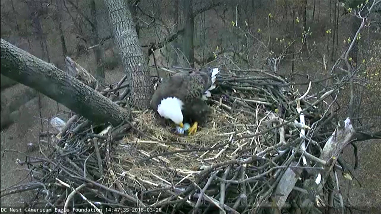 High in the nest of a Tulip Poplar tree in the DC Arboretum, treasures are kept safe by Bald Eagles 'Mr. President' & 'The First Lady.'