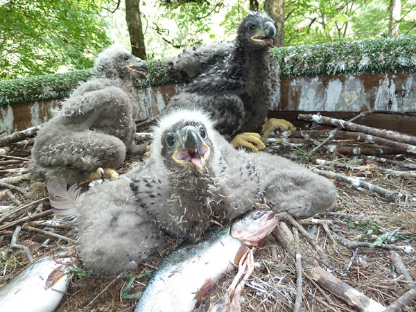 Internet Offers Peek Into East Tennessee Bald Eagle Nest