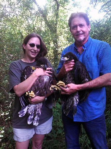 Bald eaglets rescues