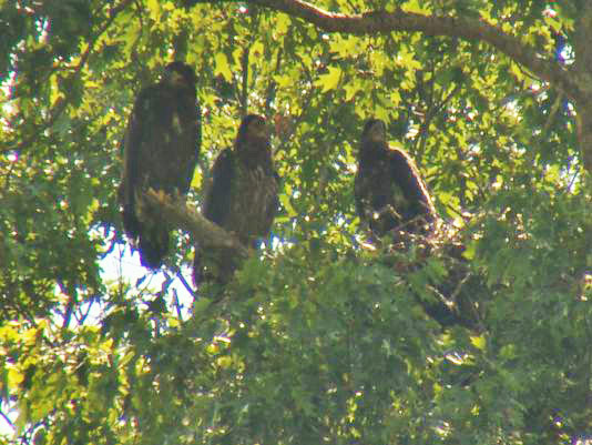 Released Eagle Returns to East Tennessee