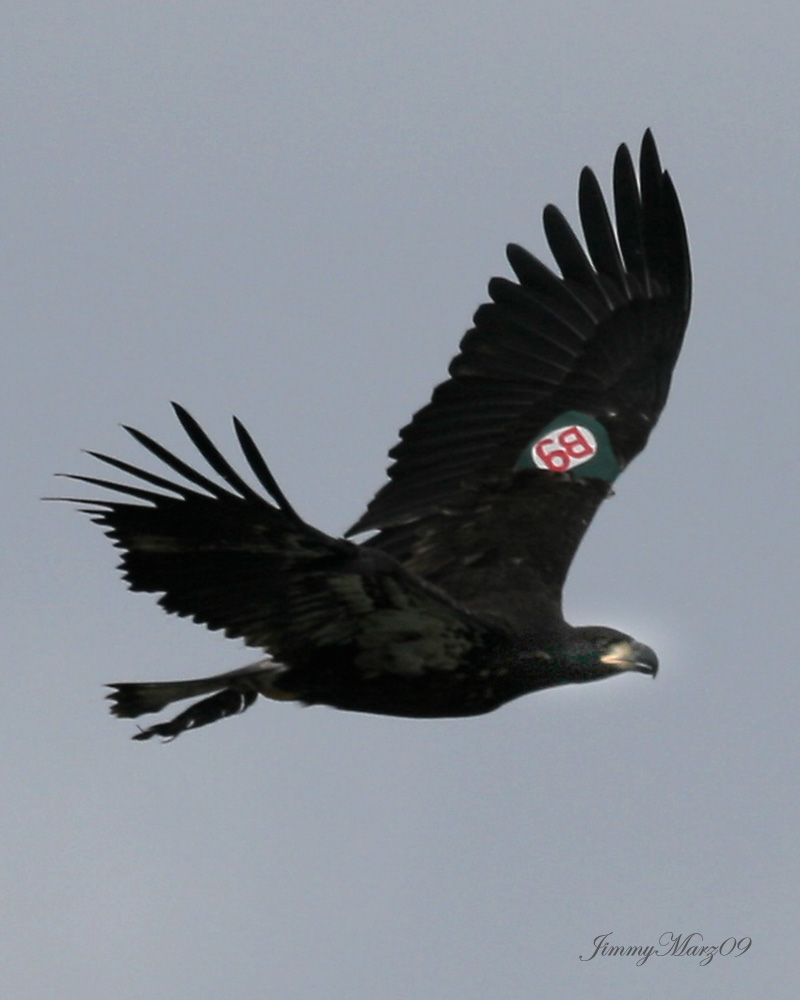 Eaglet Released by AEF Spotted in Pennsylvania Near Lake Erie