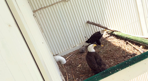 AEF Breeding Aviary Parents and Eaglet