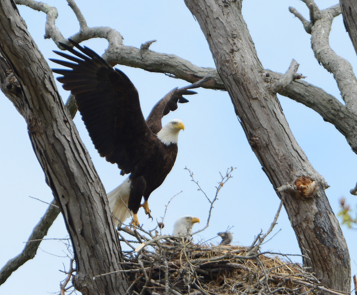 Senate Passes Alexander-Byrd ‘American Eagle Day’