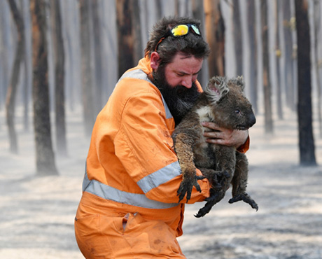 Australia Wildlife Needs Our Help