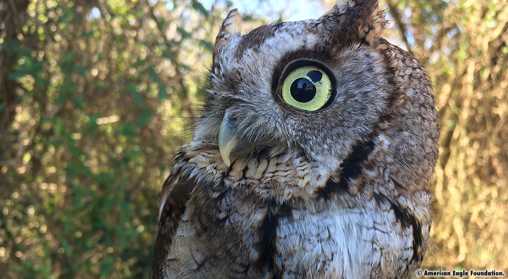 Belle Screech Owl