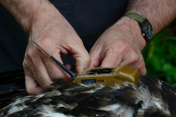 Tracking Eagles in 3D