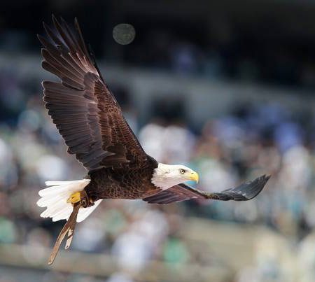 Challenger soars over a field-sized American flag during the National Anthem at Lincoln Financial Field