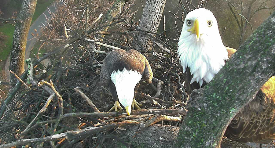 DC Eagle Family Mr. President and The First Lady