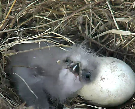 Meet the Operator of the Bald Eagle Live Cam