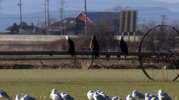 Eagles on a fence in Vancouver