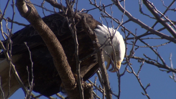 Vancouver eagle