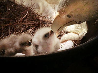 Eagle puppet feeing baby eaglets