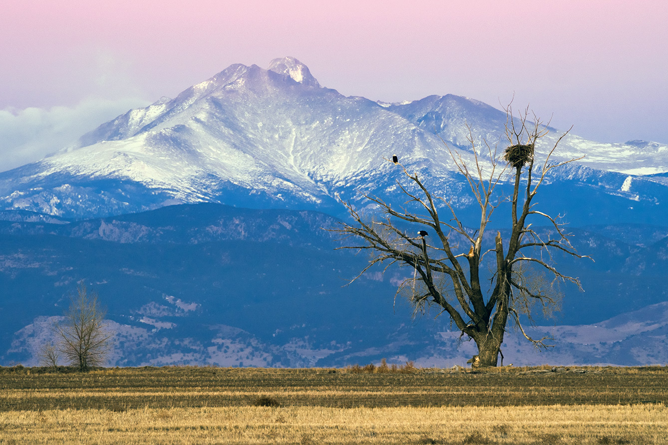 Erie nest in early morning Feb. 2013, two years prior to the permitted nest removal