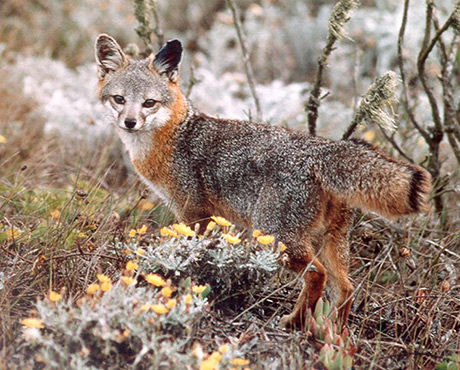 Saving the Channel Island Fox—With Help From Bald Eagles!