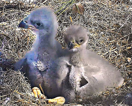 Lead Toxicity in Bald Eagles