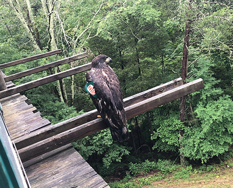 12-Week-Old Eaglets Luna, Phoenix, and Nova Released Into Wild