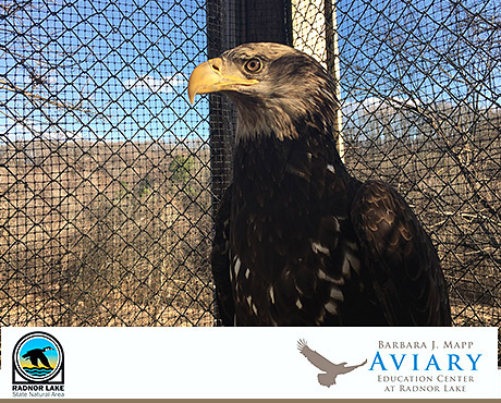 Radnor Lake in Nashville Opens Eagle Aviary on American Eagle Day 2019