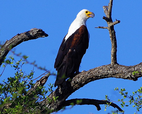 AEF Participates in 2018 Raptor Research Conference in Kruger National Park