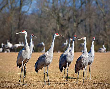 AEF Participates in Tennessee Sandhill Crane Festival