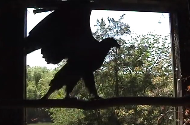 Florida Eaglet Released in Tennessee to Honor Fallen Army Ranger