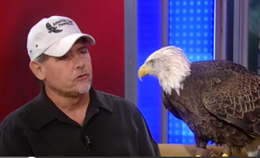 Challenger the Bald Eagle Honors Veterans