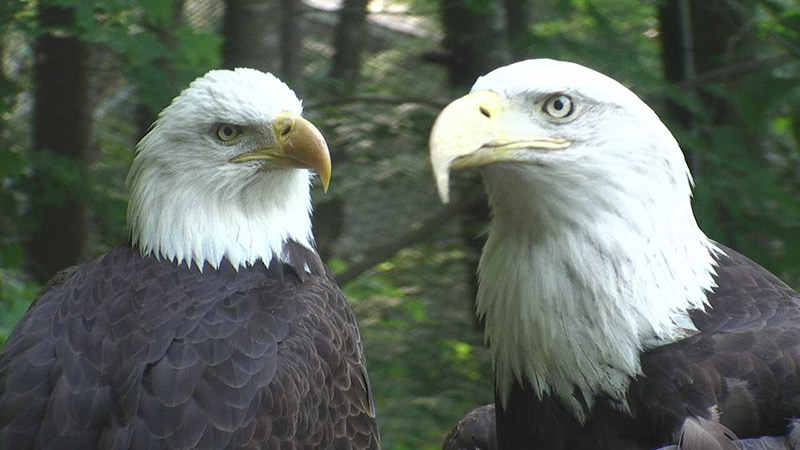 HD Streaming Video ~  Nest of ‘Independence’ & ‘Franklin’