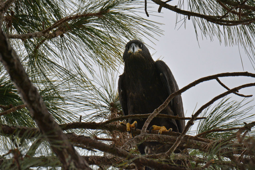 Hope Fledges! Photo by Lisa Sifonte