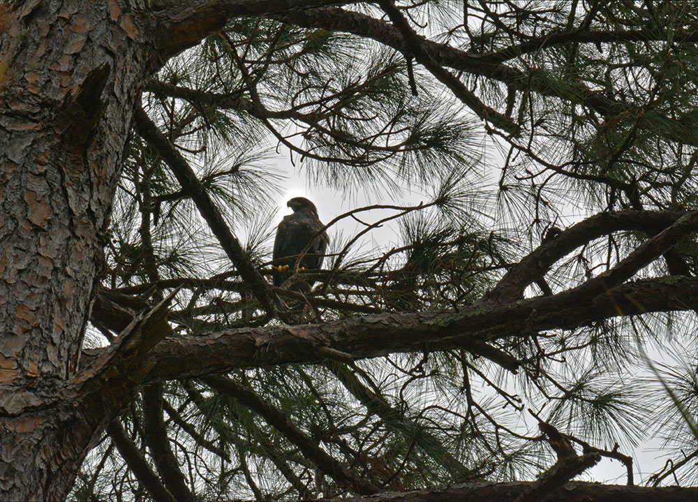 Hope Fledges