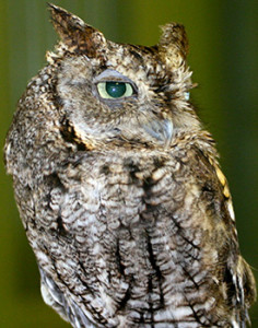 Jester, Screech owl