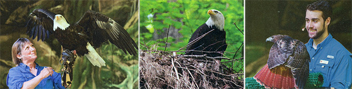 Karen Wilbur, Brad Skinner, non-releasable nesting eagle - Tenn Magazine 2017 June issue