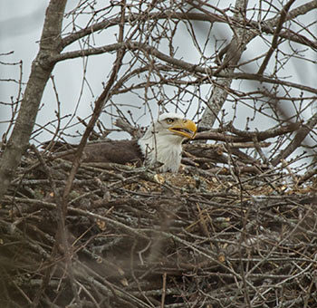 Bald Eagle ‘Winfield’ Released—an AEF Success Story