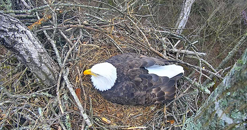 Lady Independence brooding 3 eggs - March 24, 2018