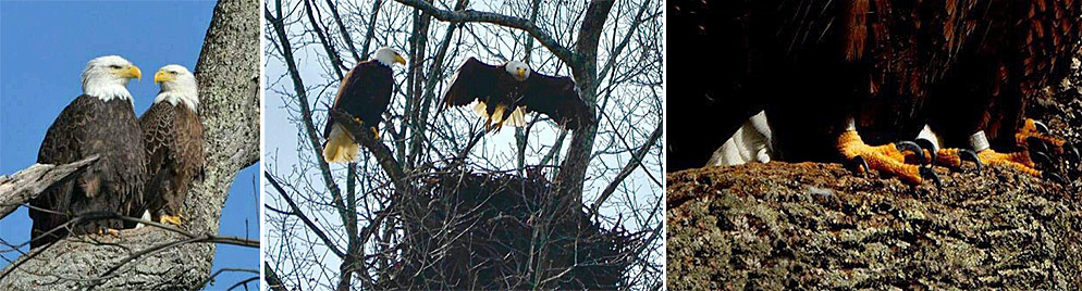 L-R: Lady & Sir Hatcher II; their new nest; third photo shows ankle bands on both eagles.