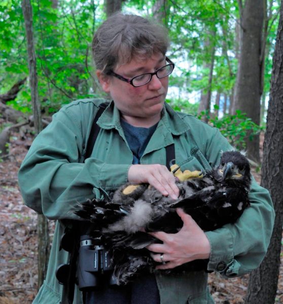 Michael Wright holds a bald eagle nestling.