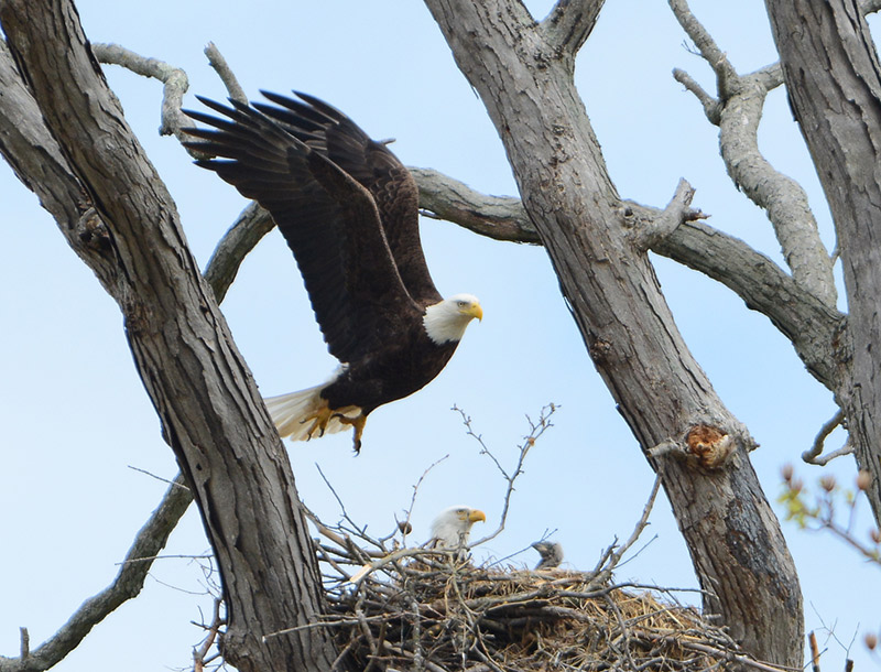 AEF Invites U.S. Businesses, Organizations, & Philanthropists to Safeguard Bald Eagle