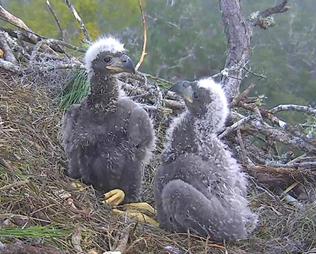 Name the NEFL Nestlings! Final Voting Has Begun!