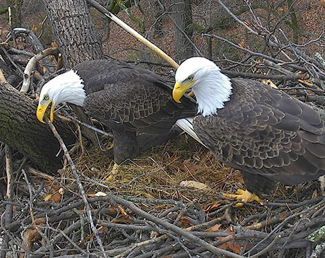 DC Cam Goes Live Dec. 31, 2017