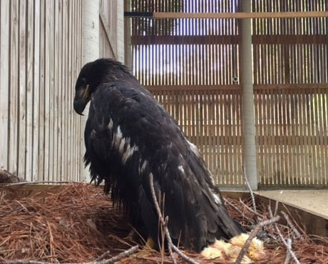 Release & Update on NEFL Eaglet Peace