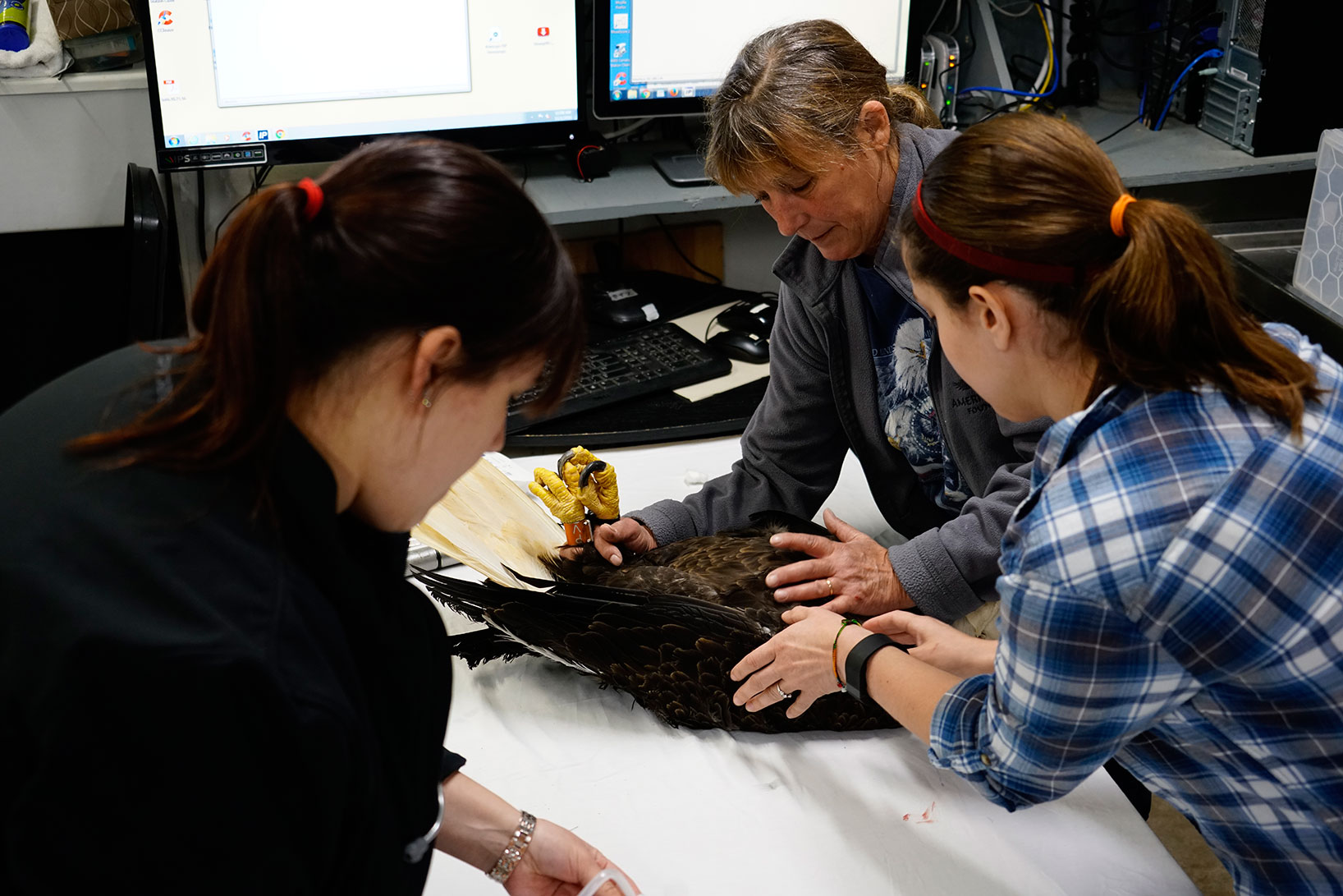 Karen Wilbur examines one of the eagles.