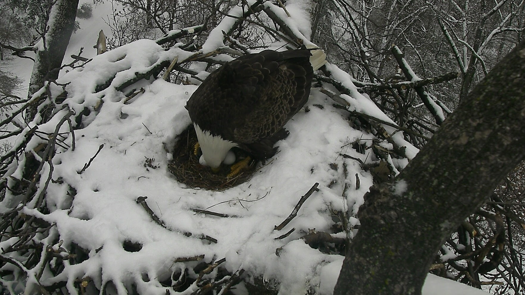 Two treasures are being incubated in the nest. Expected hatch time will be mid-March.