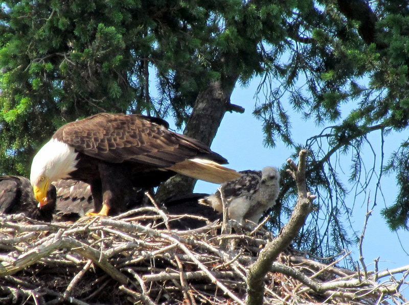 Red-tailed Baby Hawk Raised in Eagles’ Nest