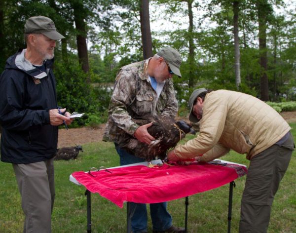 Reese Lukei records data as Bart Paxton holds and Bryan Watts measures and bands a young eagle