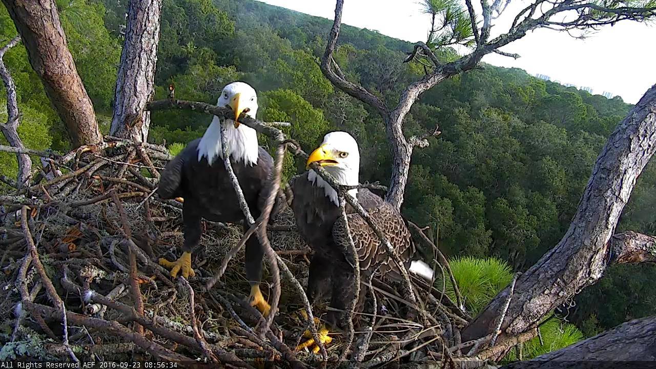 Romeo & Juliet work so diligently on their nest, and with a few (maybe more than a few) disagreements on stick placement.