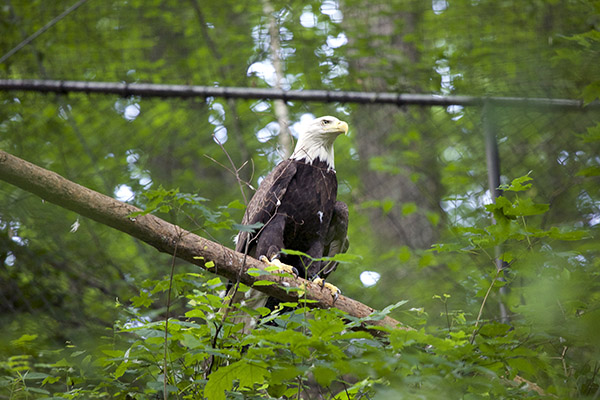 Eagle Mountain Sanctuary