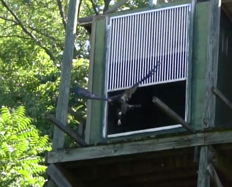 Eagle Sequoyah Released From AEF Hack Tower July 18, 2018