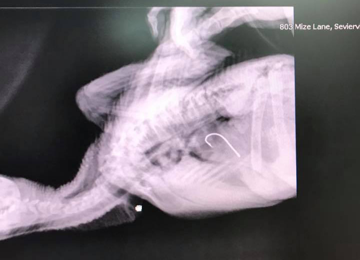 An Xray of the hook inside SM15's stomach