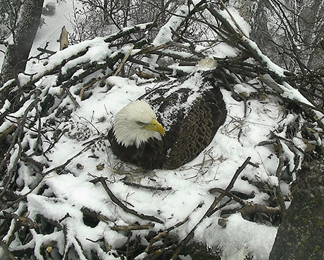 The First Lady keeps her 2 eggs warm.